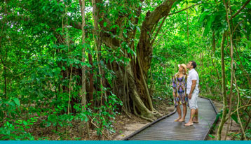 green island tours from palm cove